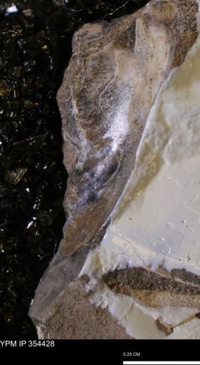 Pseudoptera subtortuosa