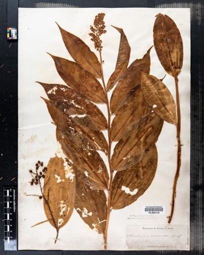 Maianthemum