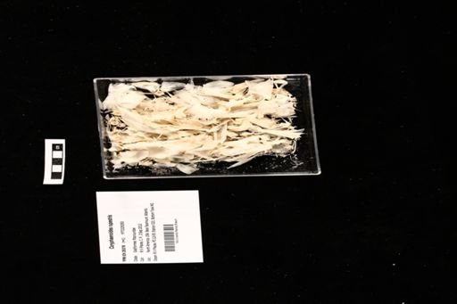 Coryphaenoides rupestris