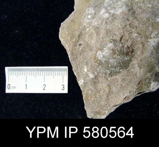Atrypa sp.