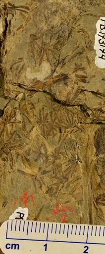 Asterophyllites sp.