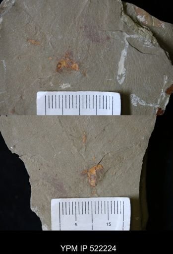 Echinodermata?