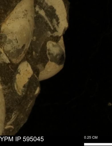 Protocardia sp.