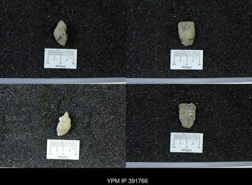 Scaphites whitfieldi