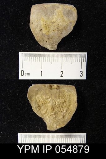 Strophonella reversa