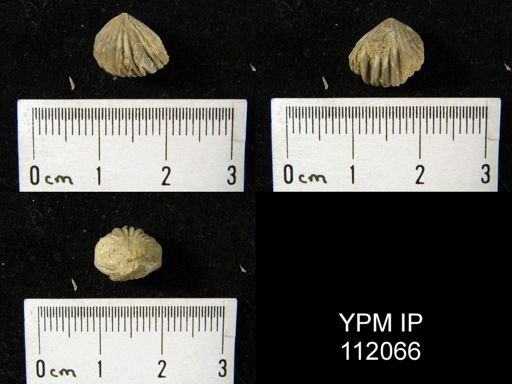 Camarotoechia indianensis