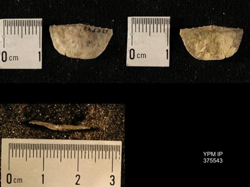 Chonetes granulifer