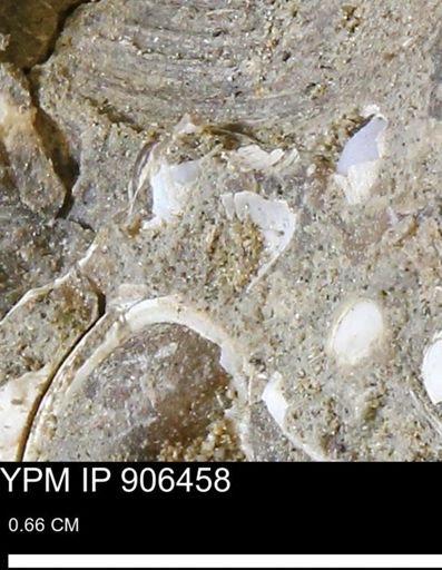undet. Mollusca
