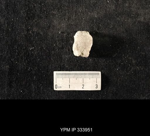 Echinoconchus biseriatus