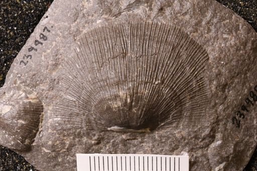 Derbyia sp.