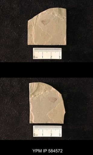 undet. Hexapoda