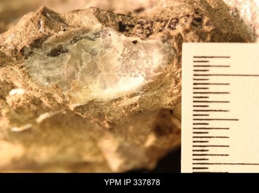 undet. Ostreidae
