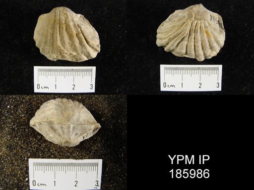 Meekella striatocostata