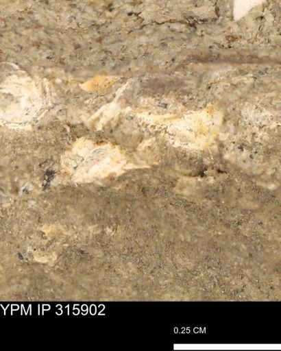 undet. Mollusca