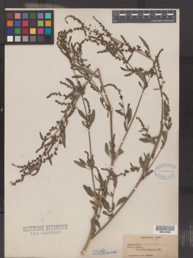 Chenopodium lanceolatum
