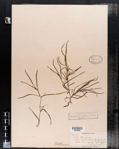 Heteranthera dubia