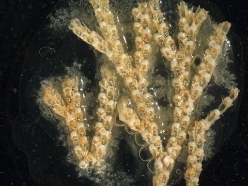 Cradoscrupocellaria bertholletii