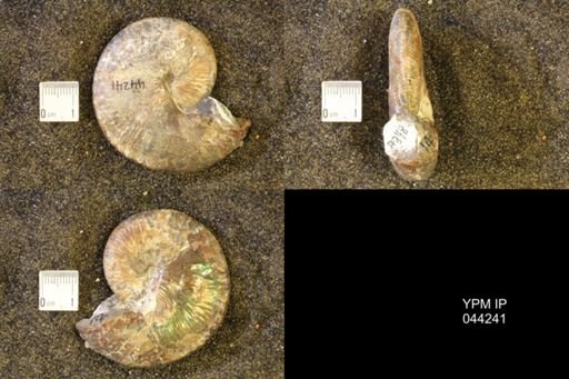 Hoploscaphites comprimus
