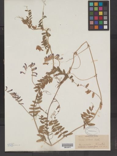 Vicia villosa
