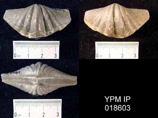 Adolfia? speciosa