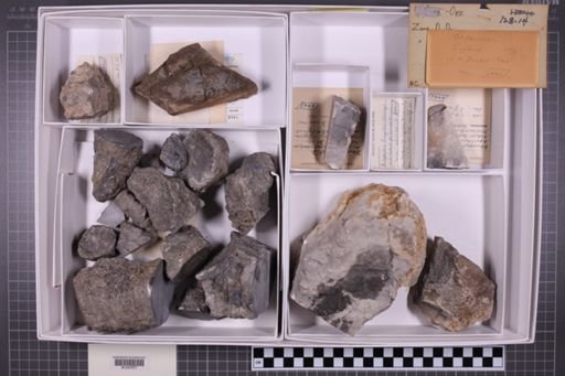 mixed taxa, stratigraphic collection