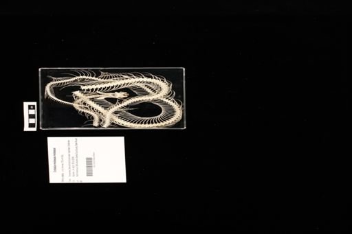 Crotalus molossus molossus