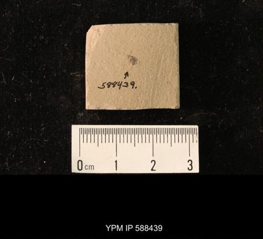 undet. Coleoptera