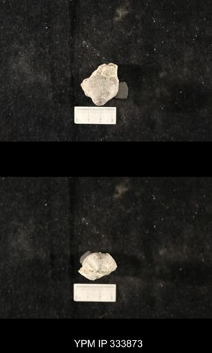 Echinoconchus vittata