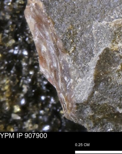 undet. Mollusca