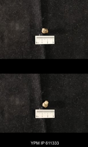 Lophospira carinata