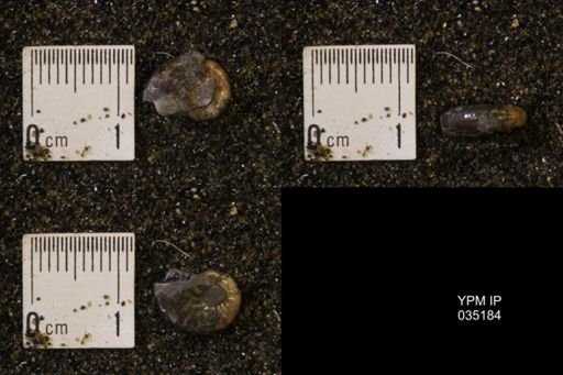 Discoscaphites rossi