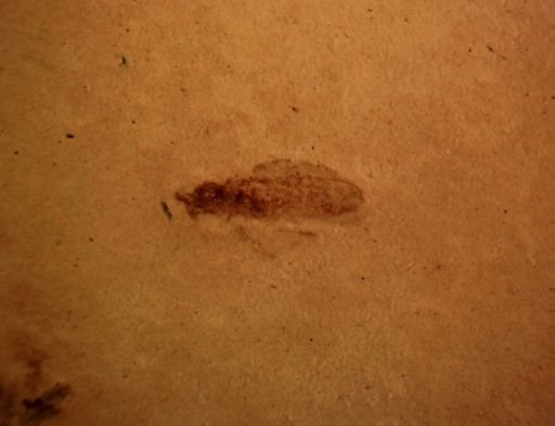 undet. Insecta