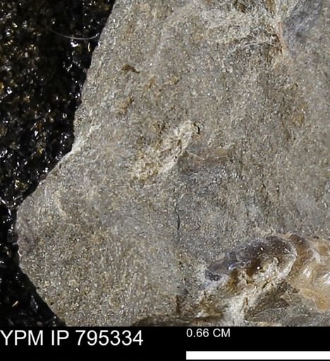 undet. Bivalvia