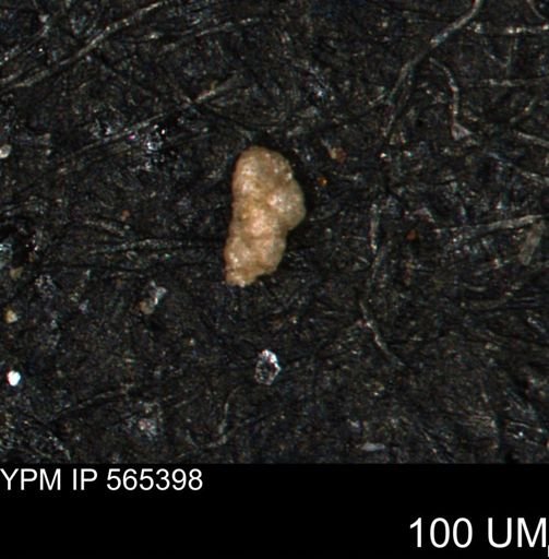 Verneuilinoides kansasensis
