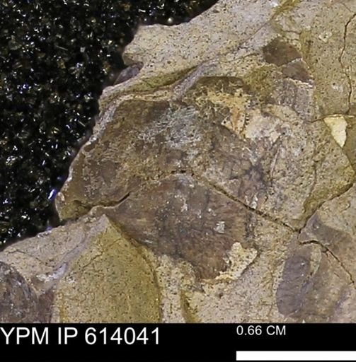 undet. Mollusca