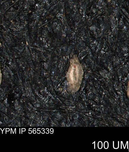 Miliammina cf. sproulei