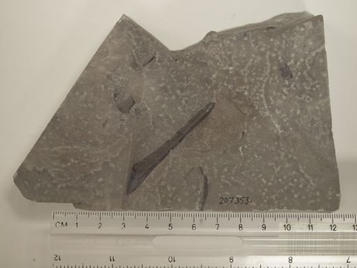 Eurypterus sp.