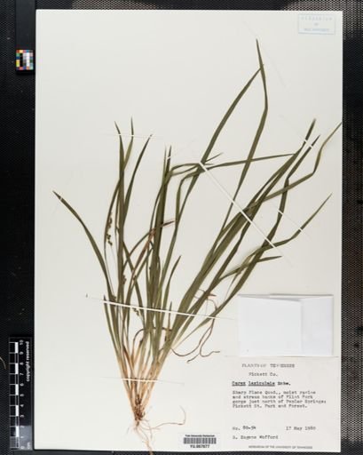 Plantae