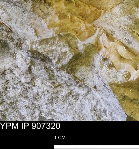 undet. Mollusca