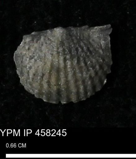 Chonetes mucronatus