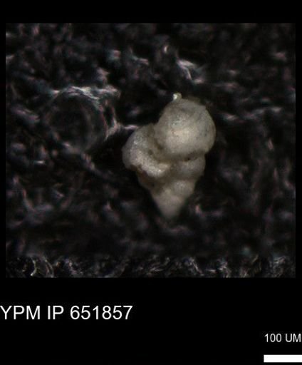 undet. Heterohelicidae