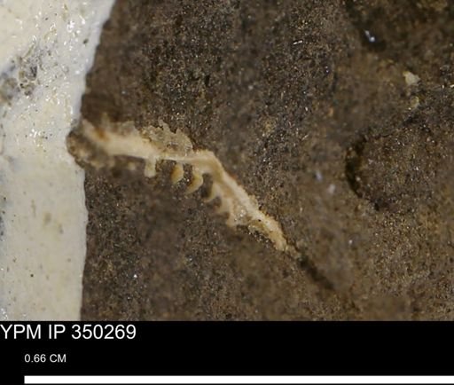 Limopsis striatopunctatus