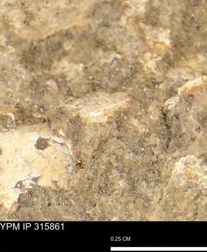 undet. Mollusca