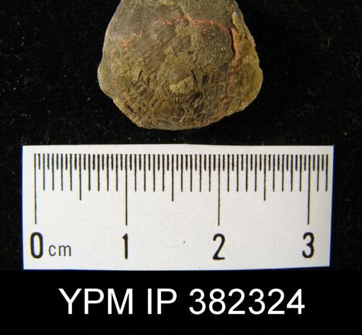 undet. Craniiformea