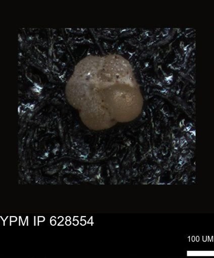 undet. Foraminiferida