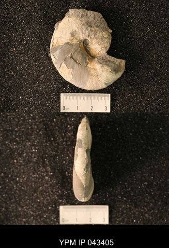 Hoploscaphites nicolletii