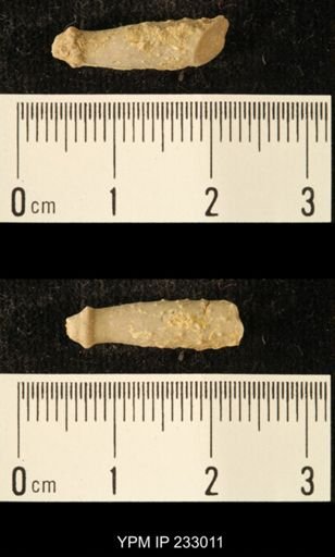 Archaeocidaris sp.
