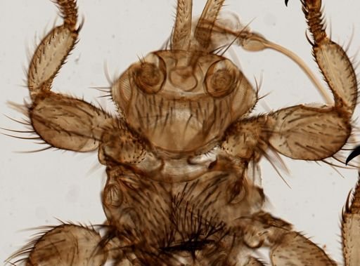 Melophagus ovinus