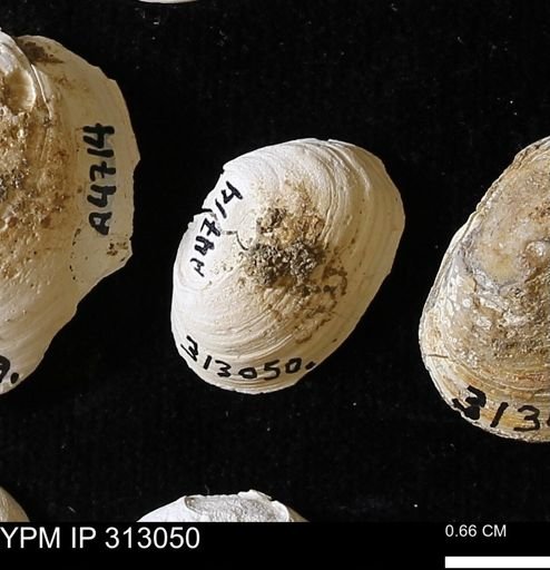 Corbicula