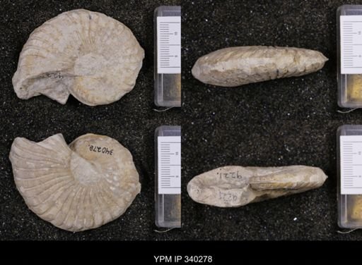 undet. Ammonoidea